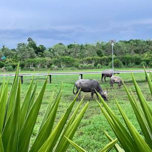 Galeriebild der Unterkunft Laid back at Jam fishing park Buriram 