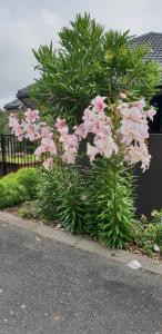 Gallery image of Rosandra Retreat 1 in New Plymouth