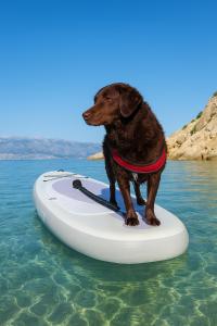 a dog is sitting on a paddle board in the water at Mila's pet friendly holiday house in Pag