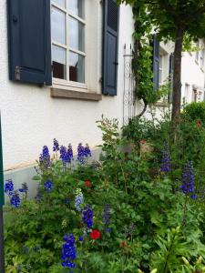 un jardín con flores moradas y rojas frente a una casa en SEELIG`S en Weinsheim