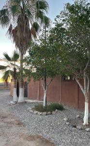 a group of trees in front of a building at Casa Marlin in Mulegé