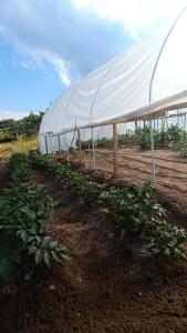 Gallery image of Victorian Heights in Tetovo