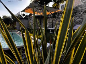 a view of a pool from behind some plants at Casa vacanze Conca d Oro in SantʼAmbrogio di Valpolicella