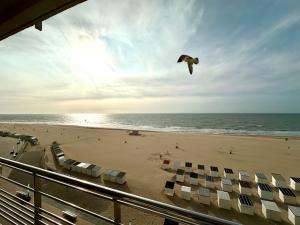 Un pájaro volando sobre una playa con sillas y el océano. en K Sunrise, en Ostende 13 fotos más