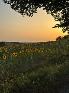a field of sunflowers at sunset at Le Gîte Eiffel Les Gîtes de l'Atelier in Gaudonville +4 photos