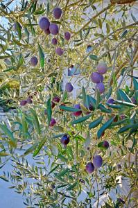a close up of a tree with fruit on it at House Nikica in Korčula