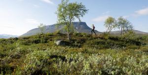 a person walking on a hill with a tree at Lapland Hotels Kilpis in Kilpisjärvi