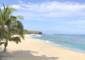 a beach with a palm tree and the ocean at Le Ti'Sun in Saint-Paul