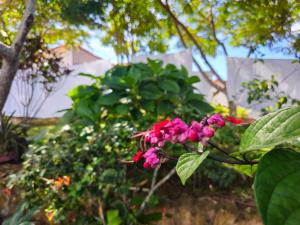 a plant with pink flowers in a garden at Cabaña Los Colibries in Barichara