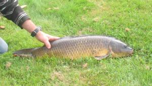 a person holding a fish on the grass at Le David in Bouchamps-lès-Craon