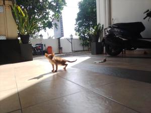 Fotografie z fotogalerie ubytování Akira Beach Hotel v destinaci Moratuwa