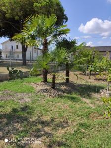 a couple of palm trees in a field at Da Francesca in Scardovari