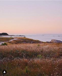 キブロンにあるAppartement proche de la grande plageの海を背景にした草原