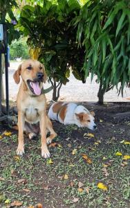 a brown and white dog laying in the grass at Hotel Campestre Villa Nazareth in Pueblorrico +57 photos