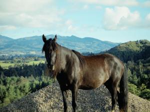 a brown horse standing on top of a hill at La Dolce Vita, Guatavita in Guasca