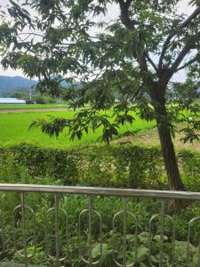 a tree in front of a field with a fence at Jeryeong Forest Pension in Gapyeong