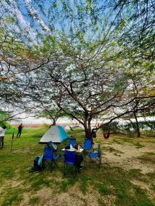 a table and chairs with an umbrella under a tree at Yala Oruwella Beach Camping & Restaurants in Tissamaharama +6 photos