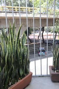 a group of plants sitting next to a fence at Hermosa Habitación con balcon cama mat y litera Polanco in Mexico City
