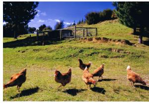 een groep kippen die in een veld lopen bij Pelorus Heights in Havelock