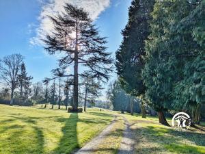 a tree in a field next to a dirt road at Château de la Roche, 11-12 personnes in Ahuillé