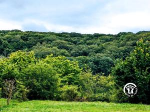 a view of a lush green hillside with trees at Chalet 25 Le Vicoin, Camping de Coupeau, 4 personnes in Saint-Berthevin