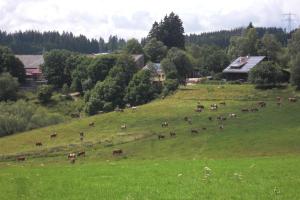 eine Kuhherde, die auf einem grünen Feld weidet in der Unterkunft Hofgut Duerrenbuehl in Grafenhausen