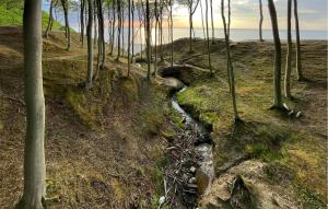 un petit ruisseau dans une zone boisée avec des arbres dans l'établissement 2 Bedroom Gorgeous Home In Wytowno - Ppl971, à Wytowno 13 autres photos