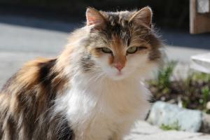 Ospiti di Kasperbauer con animali domestici