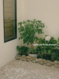a potted plant in a corner next to a wall at Khế Homestay in Can Tho +34 photos