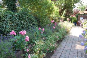 a garden with pink roses and other flowers at Schönes Wohnen am Nordseestrand in Wyk auf Föhr