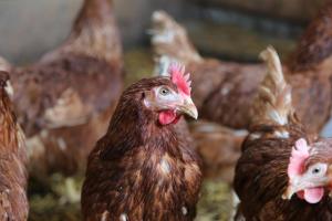 Altri animali domestici presso l'appartamento o nei dintorni