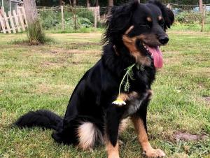 a black and brown dog sitting in the grass at Schäfchenwolke Apartment auf dem Bauernhof in Worpswede