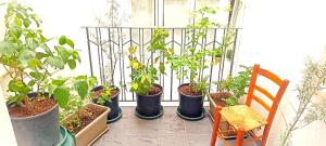 a group of plants in pots on a balcony at Strategico tra i MERCATiNi di Natale! zona centro storico - stazione in Trento