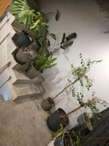 a group of potted plants sitting on a staircase at sabina nuevo aeropuerto x12 in Lima