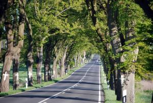 an avenue of trees on a road at schöne Ferienwohnungen an der Granitz in Blieschow