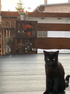 Κατοικίδιο ή κατοικίδια επισκεπτών που μένουν στο Ferienwohnung Ostwind am Strand
