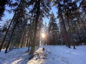 een hond die door een besneeuwd bos loopt met de zon die door de bomen schijnt bij Ferienwohnung Jansen in Arnbruck