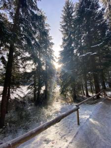 een met sneeuw bedekt bos met de zon die door de bomen schijnt bij Ferienwohnung Jansen in Arnbruck