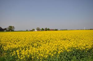 un campo de flores amarillas en un campo en Nr 150 - Ferienhaus An't Deep, en Neufunnixsiel
