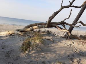 Природа в окрестностях апартаментов/квартиры