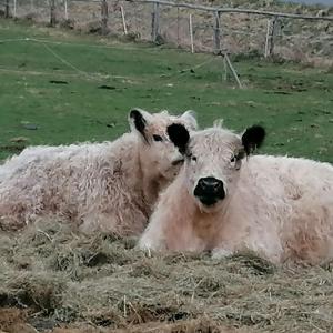 two cows laying in the hay in a field at Ferienhaus Knorreichenstieg in Nieder-Werbe