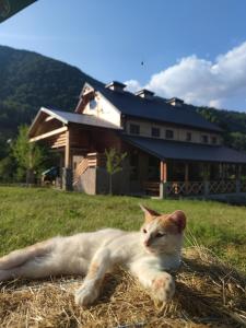 和主人一起入住Etno domaćinstvo Dvožak的宠物