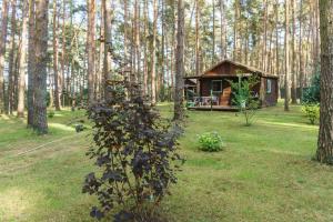 LütowUrlaub im Bungalow mitten im Wald的森林中间的小小屋 更多37张照片
