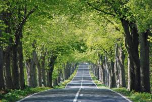 an avenue of trees on a road at großes Ferienhaus mit Terrasse am Granitzwald in Blieschow