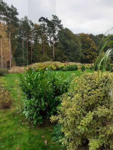 a garden with bushes and trees in the background at Waldblick Fewo Noeske - GM 69606 in Müritz