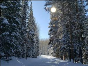 a snow covered path with trees and a street light at Breathtaking Cabin Away From Reality in Clark