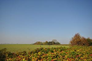 a green field with trees in the background at Nr 46 - Ferienhaus Mühlenblick Nähe Museumshafen in Carolinensiel