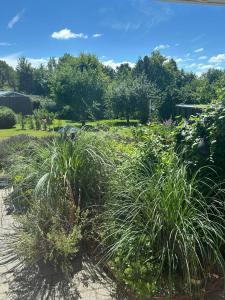 een tuin met hoog gras en andere planten bij Blomsterhaven in Glesborg +18 foto's