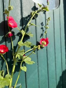 Hollern-TwielenflethにあるAltländer Obsthofの壁の横にある赤い花の植物