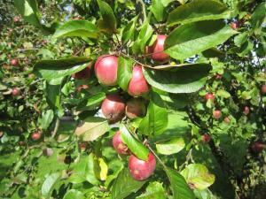 a bunch of red apples hanging from a tree at Ferienhaus Robinson im Feriendorf Altes Land direkt an der Elbe in Hollern-Twielenfleth